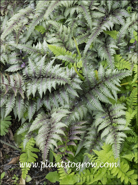 When I came across these plants they were already past the burgundy color stage.